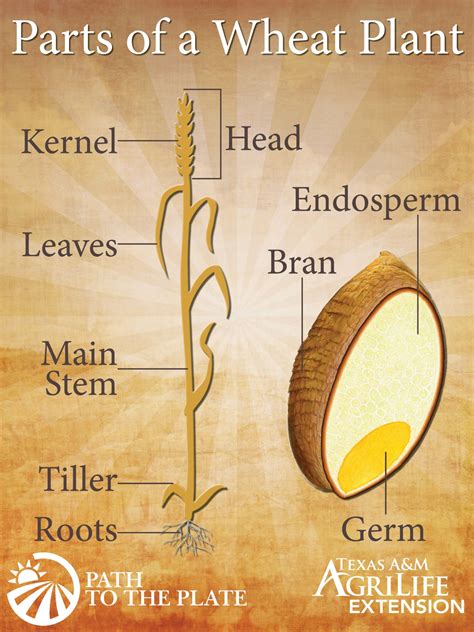 Wheat - Path to Plate