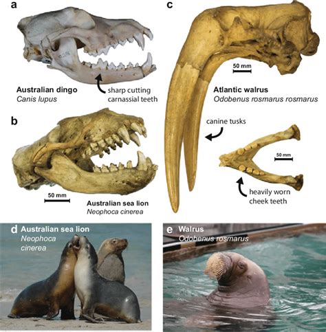 Sea Lion Teeth