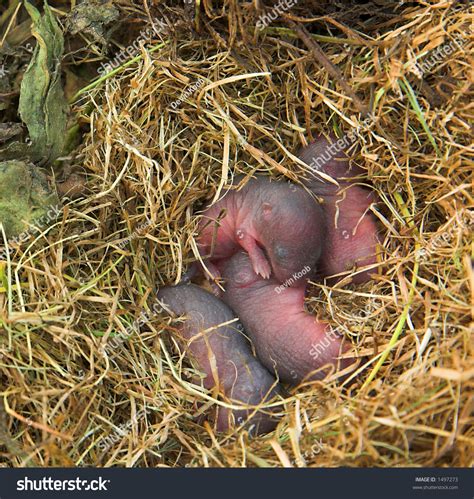 Baby Moles Or Mice In Nest Stock Photo 1497273 : Shutterstock