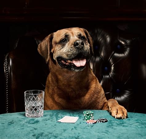 Dogs Playing Poker: 24 Fun Facts About Card-Playing Canines