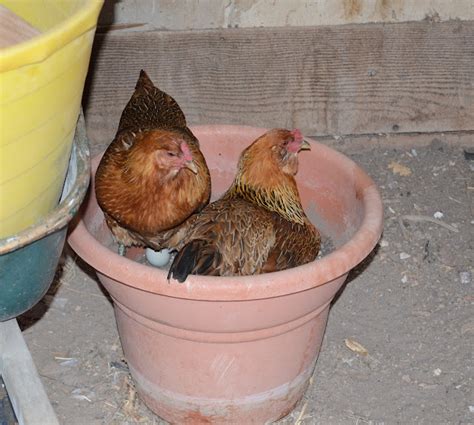 Backyard Chickens: All Cooped Up - Bless This Mess