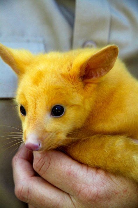 12 Yellow Animals ideas | animals, yellow animals, pet birds