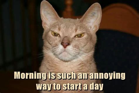 Mornings... =^..^= Cute Babies, Silly Cats, Funny Cats, Cat Memes ...