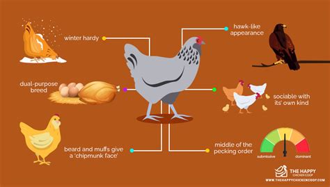 Ameraucana Chicken: Care Guide, Color Varieties and More - Tendig