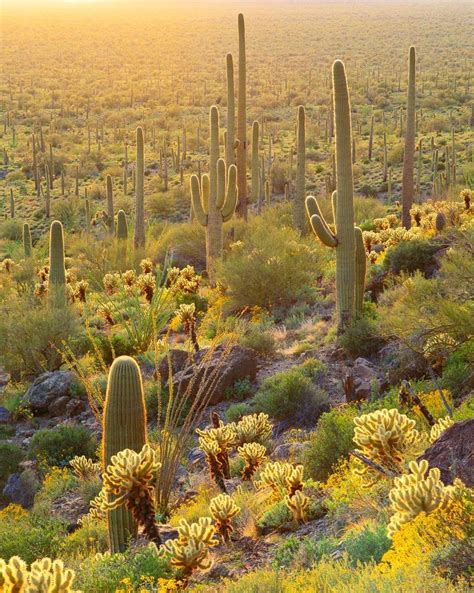 La vuelta al mundo con clorofila: paisajes vegetales #desertlife Cactus gigantes en el Parque ...