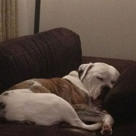 Sleeping Bulldog :) ( American Bulldog ) I love them!! American ...