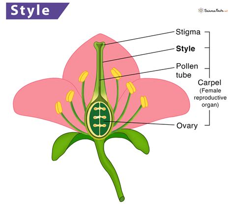 Complete Flower Function In Plants - Home Alqu