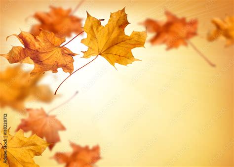 Fall background with orange and red falling autumn leaves Stock Photo | Adobe Stock