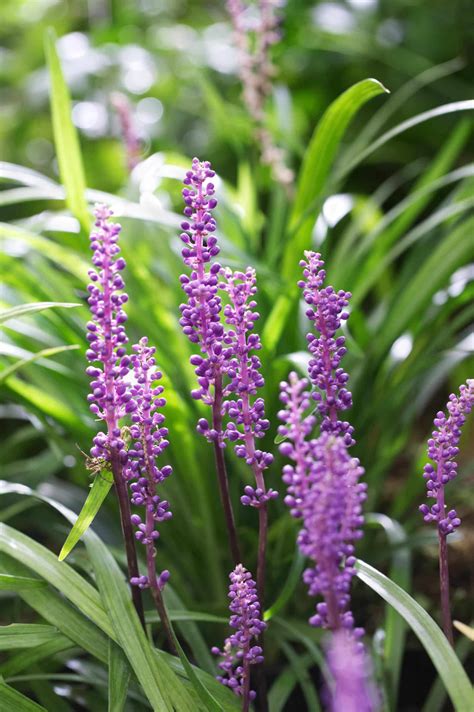 Liriope muscari Royal Purple - Royal Purple Lily Turf - Hopes Grove