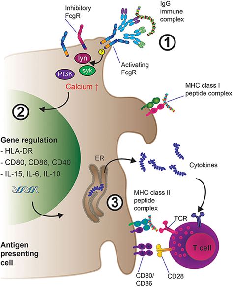 Frontiers | Fc Gamma Receptors and Their Role in Antigen Uptake, Presentation, and T Cell Activation