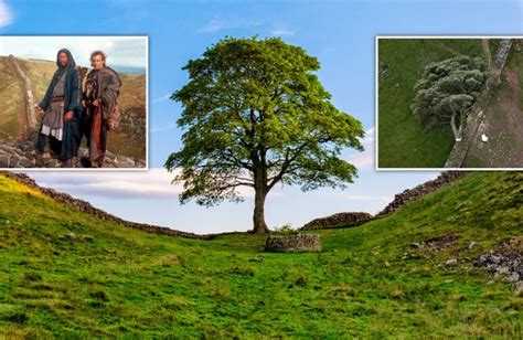 Sycamore Gap felled: Robin Hood Tree on Hadrian's Wall chopped down | UK News | Metro News