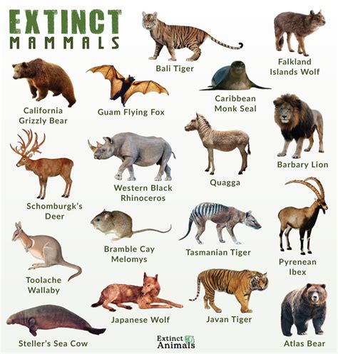 List of Extinct Mammals With Pictures