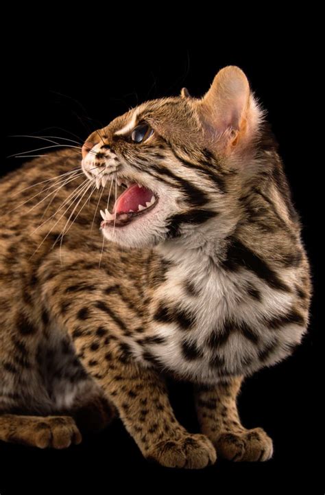 Leopard cat (Prionailurus bengalensis chinensis) named Asia, one-year old female. https://www ...