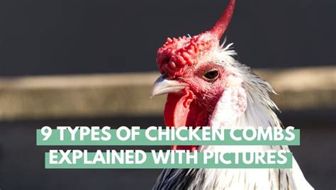 9 Types of Chicken Combs Explained with Pictures