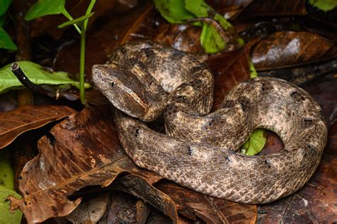 Malayan pit viper (Calloselasma rhodostoma)