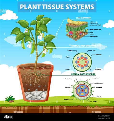 Diagram showing Plant Tissue Systems illustration Stock Vector Image ...