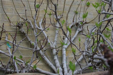 Cold-Climate Guide to How to Prune a Fig Tree — Food Garden Life: Edible Garden, Vegetable ...