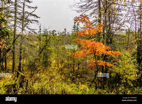 Autumn Leaves Green Mountain National Forest, Vermont, USA Stock Photo ...