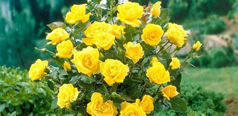 Hybrid Tea Rose Varieties