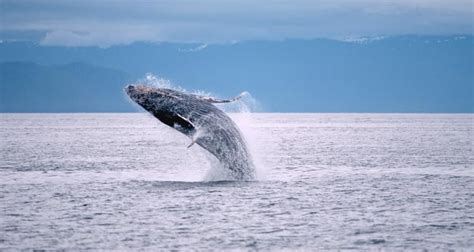 Bubble-Net Feeding: Humpback Whales Feeding in Kenai Fjords National Park