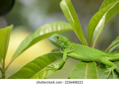 856 Running Iguana Images, Stock Photos & Vectors | Shutterstock