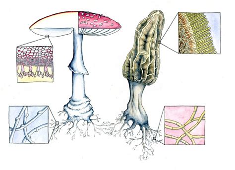 Basidiomycetes and Ascomycetes | Xylariaphilia