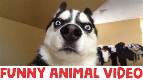 (IMPOSSIBLE) TRY NOT TO LAUGH - FUNNY ANIMAL COMPILATION - YouTube