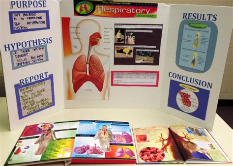 Zion's Respiratory System Project | Respiratory system projects, Science fair projects, Science fair