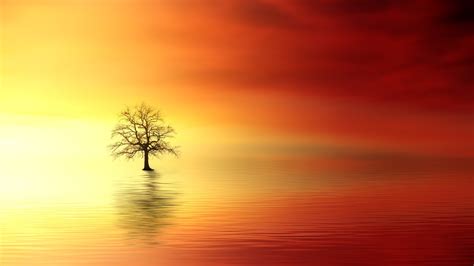 Download Water Lonely Tree Artistic Tree 4k Ultra HD Wallpaper by Johannes Plenio