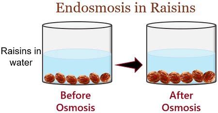 Osmosis Examples In Real Life