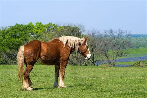 Belgian Draft Horse Breed Guide: Health, Nutrition & Characteristics | Mad Barn