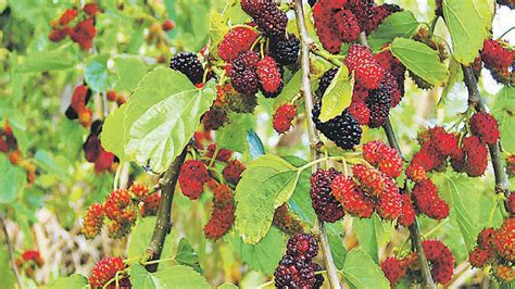 Taste of Life: Italian shows Poona farmers to grow mulberry and prosper - Hindustan Times