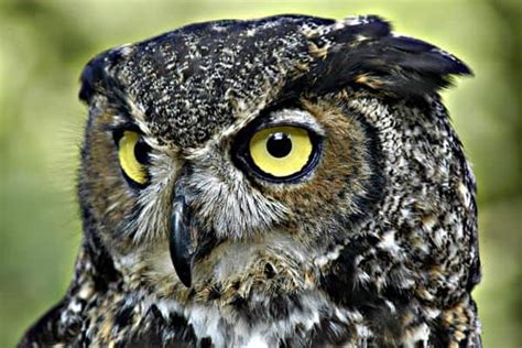 15 Types Owl Species with Images and Interesting Facts