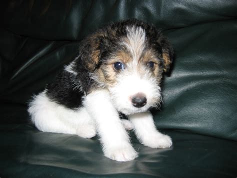 Wire Fox Terrier - Pictures, Information, Temperament, Characteristics, Rescue | Animals Breeds