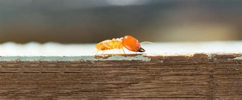 Wood Destroying Insects | A Guide To Common Wood Destroying Pests In WA