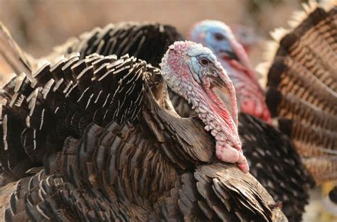 The Life of a Thanksgiving Turkey | Humane Action Pittsburgh