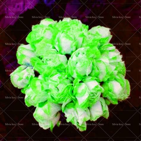 100 Pcs Winter Perennial Pelargonium Seeds - BestSeedsOnline.com - Free ...