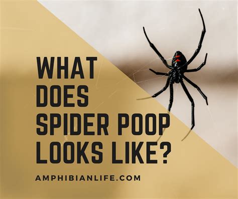 What Does Spider Poop Look Like?+Pictures - Amphibian Life