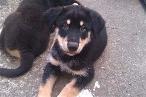 Husky Rottweiler Puppies For Sale | 1001doggy.com