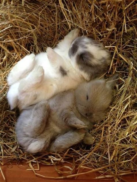 Cute sleeping bunnies | Baby Animals | Pinterest