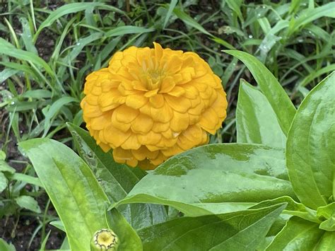 雨の中の花 | 幸せ運ぶ花生活 光風流西播支部