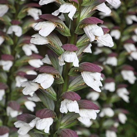 Acanthus | Large plants, Biennial plants, Plants