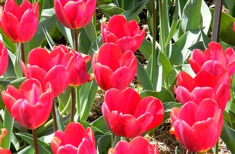 Red Tulips | Stanley Zimny (Thank You for 58 Million views) | Flickr