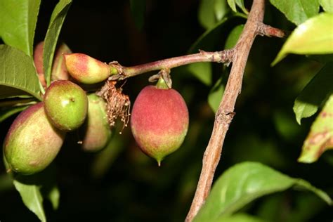 Nectarine tree fruits - How to grow Nectarine tree plant, growing ...