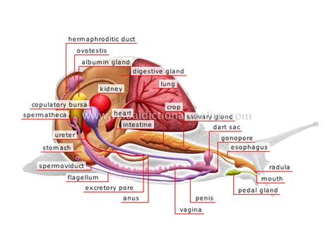 ANIMAL KINGDOM :: MOLLUSKS :: SNAIL :: ANATOMY OF A SNAIL image ...