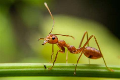 Ant Identification Guide - How To Identify Ants - DoMyOwn.com