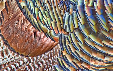 Turkey Feather Colors Photograph by Gary Beeler - Fine Art America