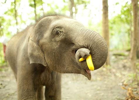 Baby | A baby elephant eating a banana, outside of Chiang Ma… | Flickr