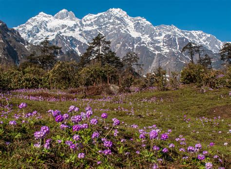 Top 9 Places to Visit in Lachen 2024 (With Pictures) - eSikkim Tourism