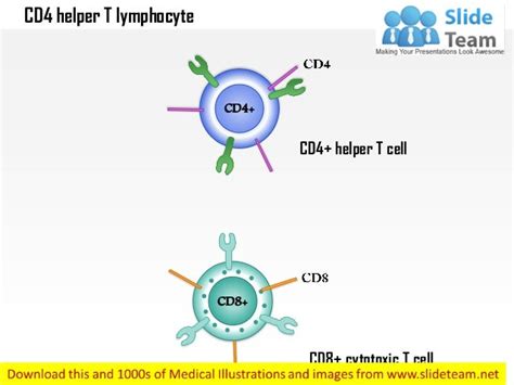 Cd4 helper t lymphocyte medical images for power point